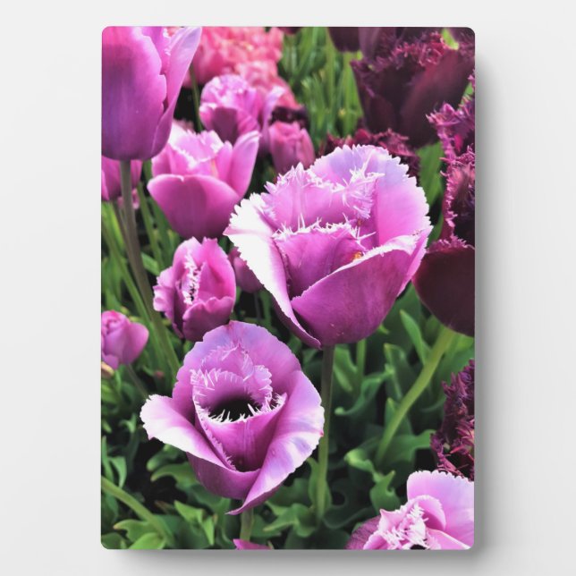 Curly Sue Purple Tulips, Oregon Plaque (Front)