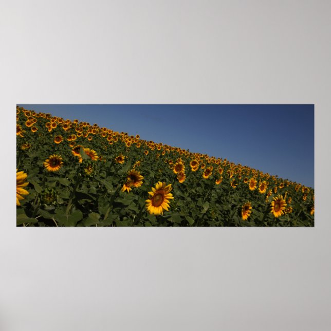 Curvature Poster (Front)