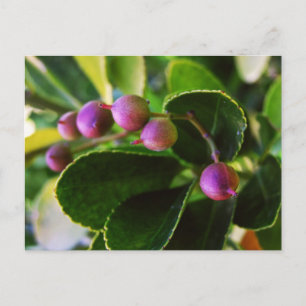 Curved Hearts Berry Postcard