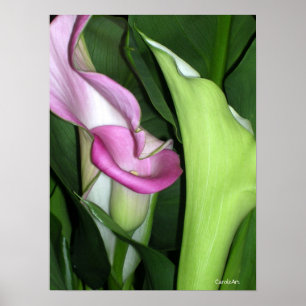 Curvy Calla Lilies Print