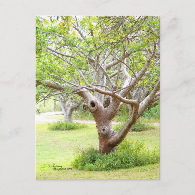 Curvy Florida Trees Postcard (Front)