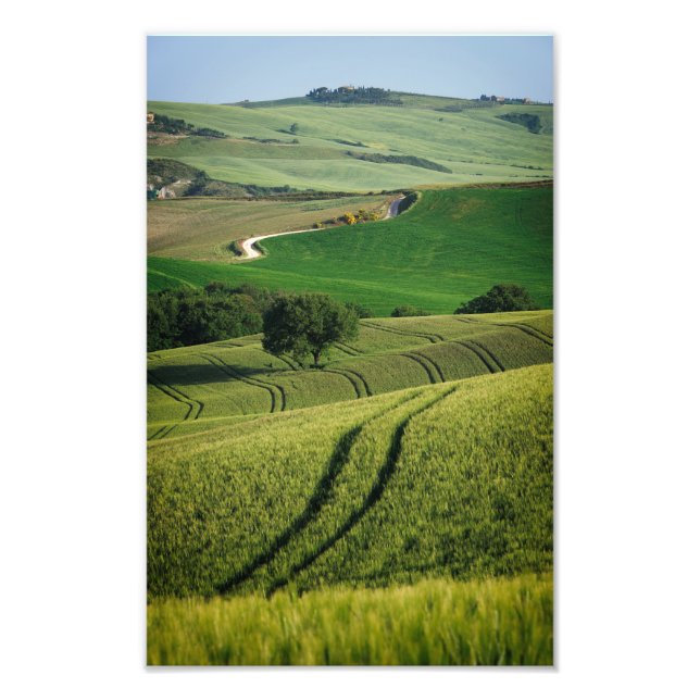 Curvy lines in green Tuscany photo print (Front)