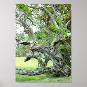 Curvy live living Oak tree Poster