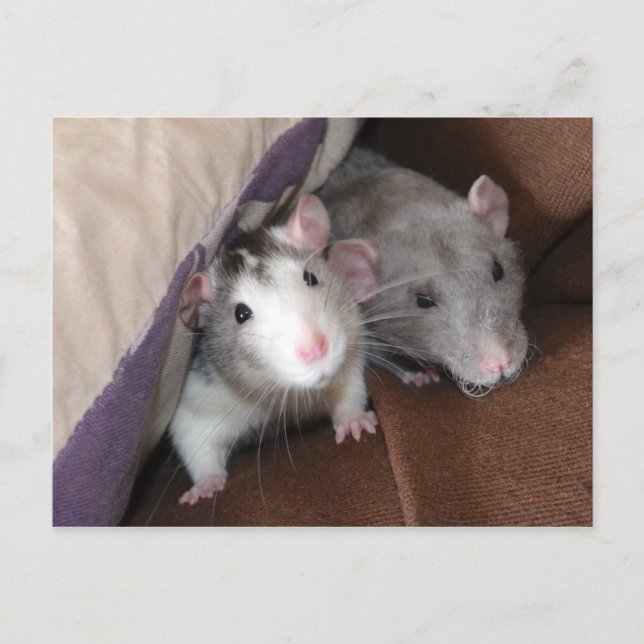 "Cushion Dwellers" Rat Postcard (Front)