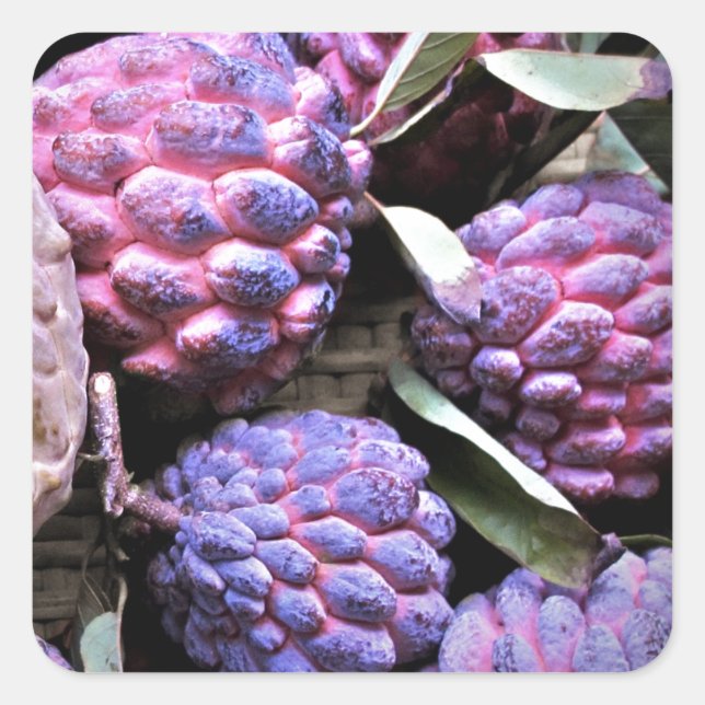Custard Apple Cherimoya Square Sticker (Front)