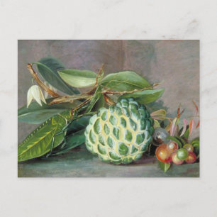 Custard Apple - Marianne North Holiday Postcard
