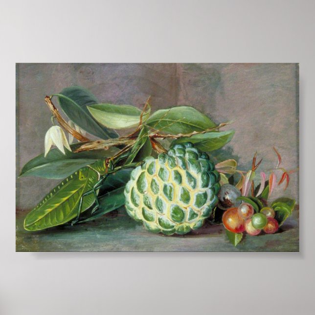 Custard Apple - Marianne North Poster (Front)