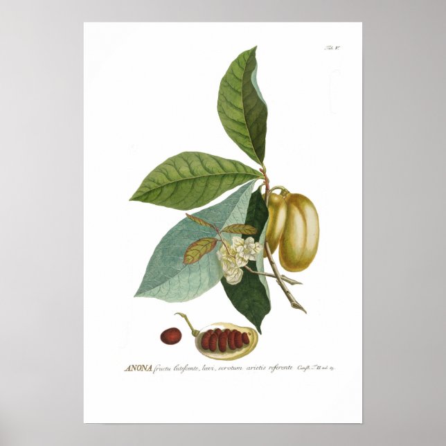 Custard apple poster (Front)