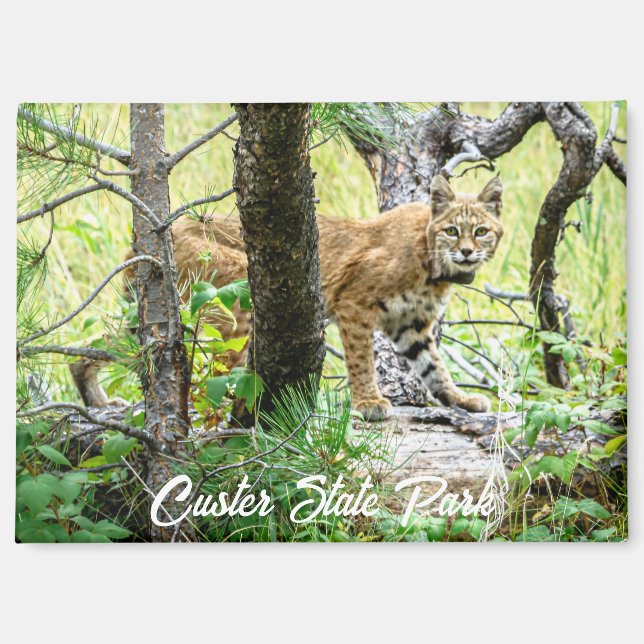 Custer State Park Bobcat Magnet (Front)