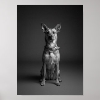 Custom 4K Black & White Pet Portrait Poster