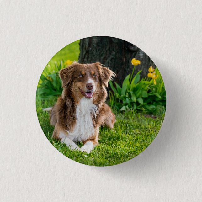 Custom Australian Shepherd Dog Pet Photo 3 Cm Round Badge (Front)