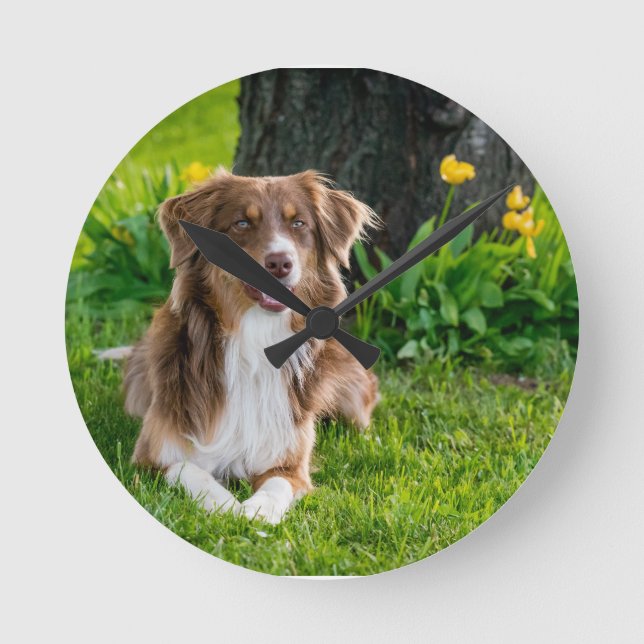 Custom Australian Shepherd Dog Pet Photo Round Clock (Front)
