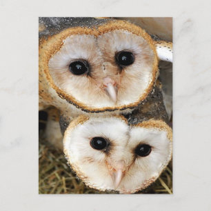 Custom baby barn owls postcard