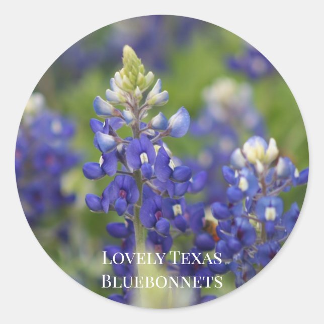 Custom Blue Spring Bluebonnet Texas State Flower Classic Round Sticker (Front)