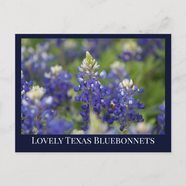 Custom Blue Spring Bluebonnet Texas State Flower Postcard (Front)