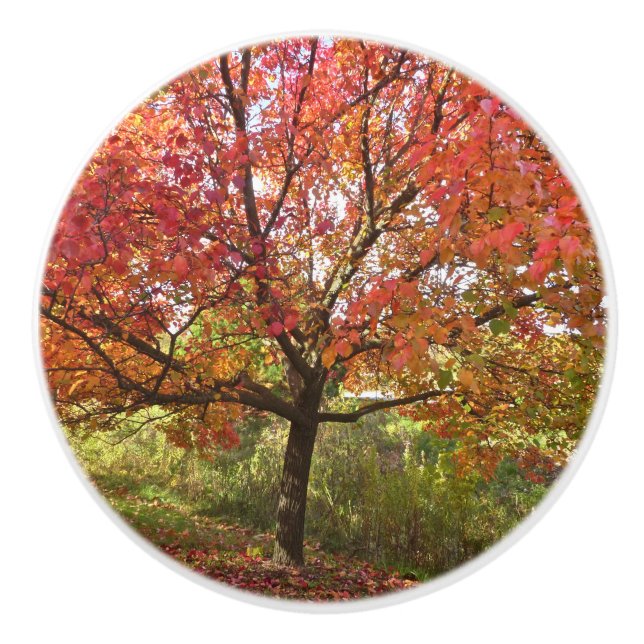 CUSTOM CERAMIC KNOB"AUTUMN SPLENDOR"/TREE WITH ORA KNOB (Front)