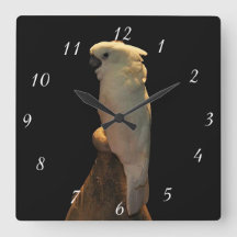 Custom cockatoo bird posing in the night