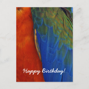 Custom Colourful Macaw Parrot Feather Birthday Postcard