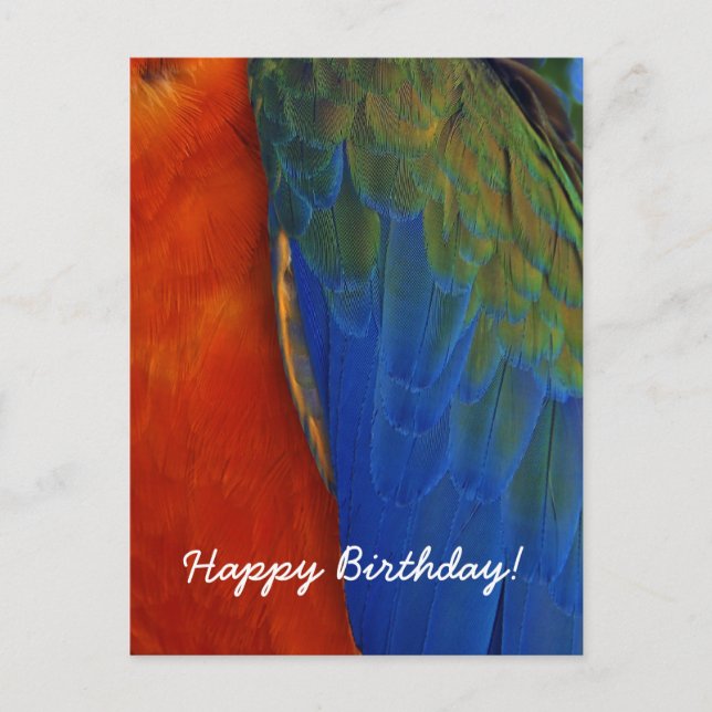 Custom Colourful Macaw Parrot Feather Birthday Postcard (Front)