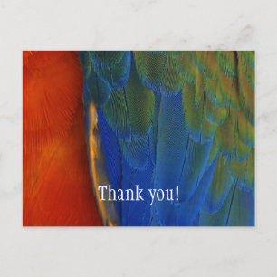 Custom Colourful Macaw Parrot Feather Thank You Postcard