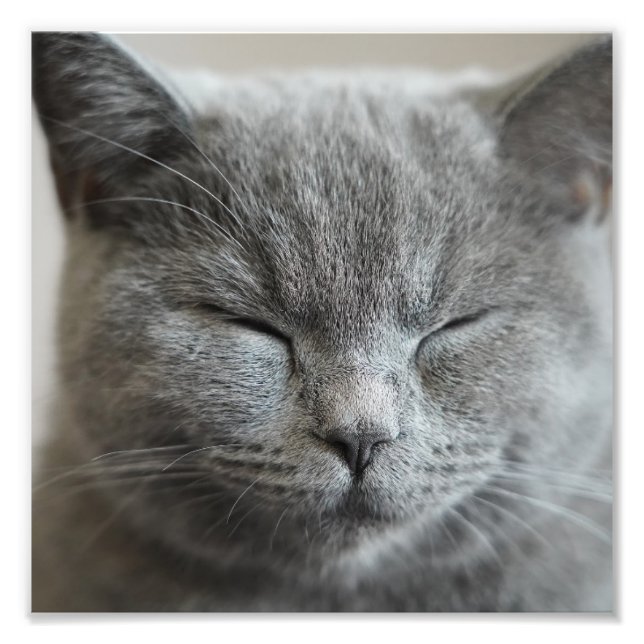 Custom Cute Grey Kitty Face Photo (Front)