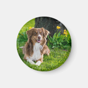 Custom Dog Pet Photo Magnet
