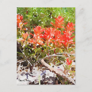 Custom Indian Paint Brush Wildflower Watercolor Postcard