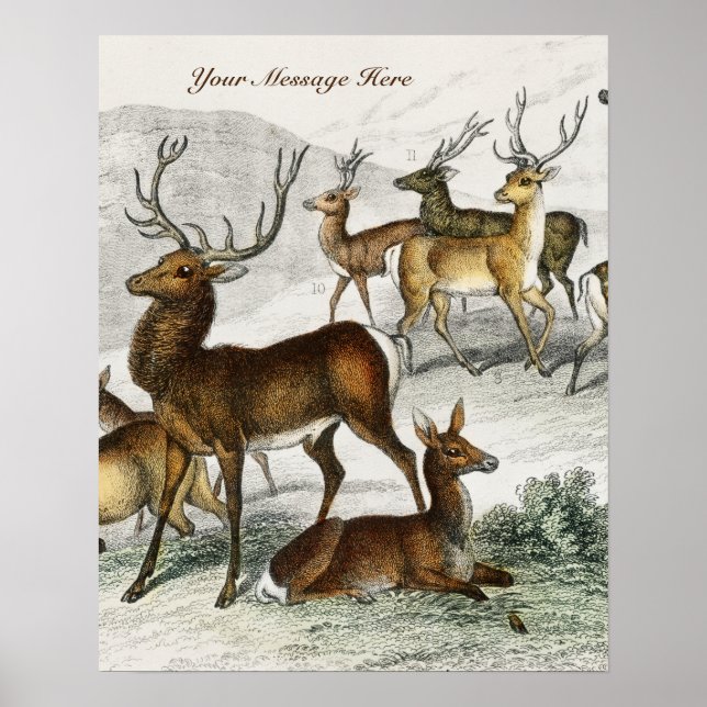 Custom Name Red Deer Hart, Hind, Roebuck Musk Deer Poster (Front)