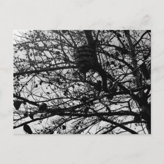 Custom Nature Postcard Wildlife Photograph