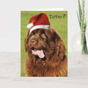 Custom Newfoundland Christmas card 2