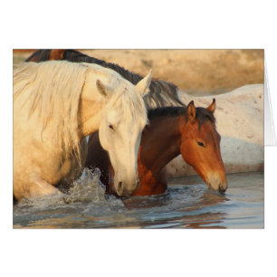 CUSTOM NOTECARD ONAQUI HERD Wild Horses & her baby