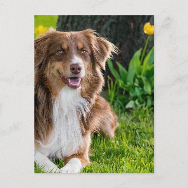 Custom Personalised Photo  Postcard (Front)