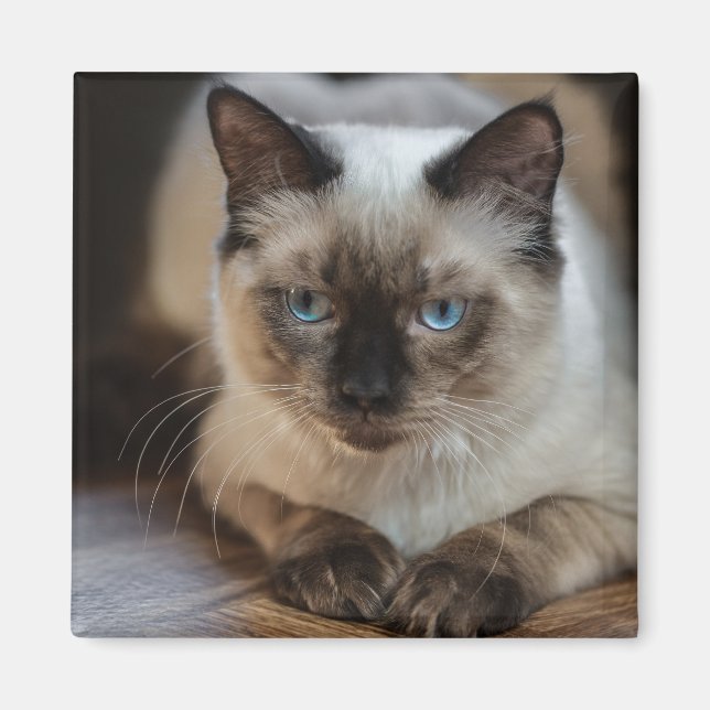 Custom Pet Cat Photo Personalised Magnet (Front)