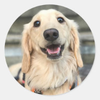 Custom Pet Cute Dog Photo