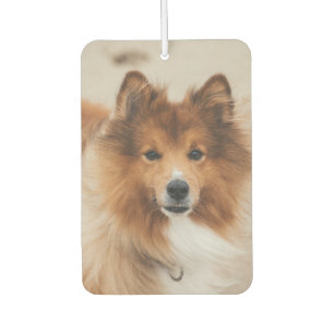 Custom Pet Photo Upload 2 Cute Pet Pictures Car Air Freshener