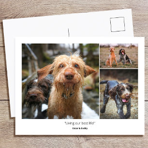Custom Photo Family Pets Quotes & Funny Sayings Postcard