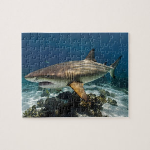 Custom Photo Personalised blue white shark fish    Jigsaw Puzzle