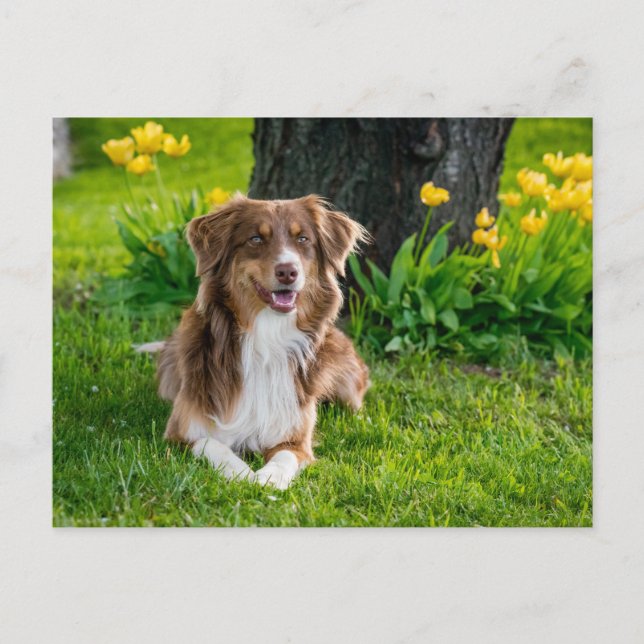 Custom Photo Postcard (Front)