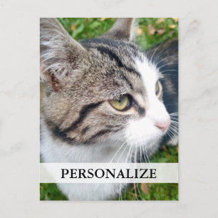 Custom photo postcards   Add your image here