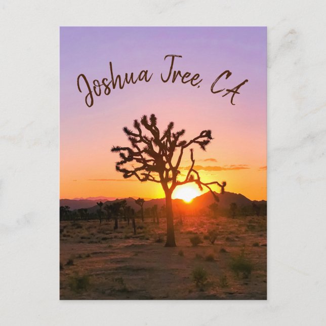 Custom Photo Purple Orange Joshua Tree Sunset Postcard (Front)