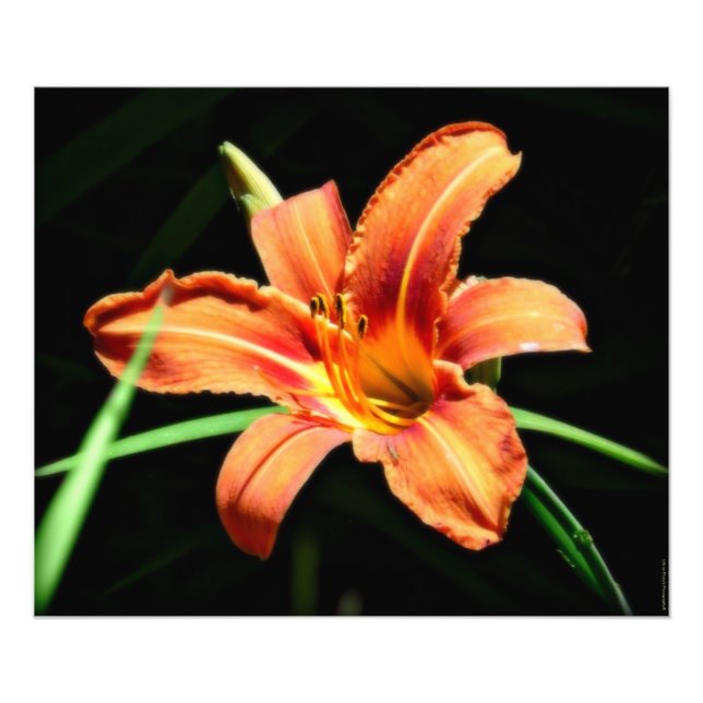 Custom Photography Print Orange Lilly (Front)
