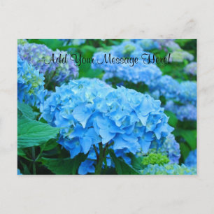 Custom Postcards Blue Hydrangea Flowers Garden