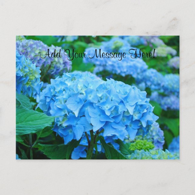 Custom Postcards Blue Hydrangea Flowers Garden (Front)