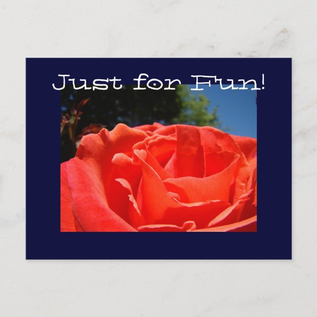 Custom postcards RED Rose Flowers Just for Fun! (Front)