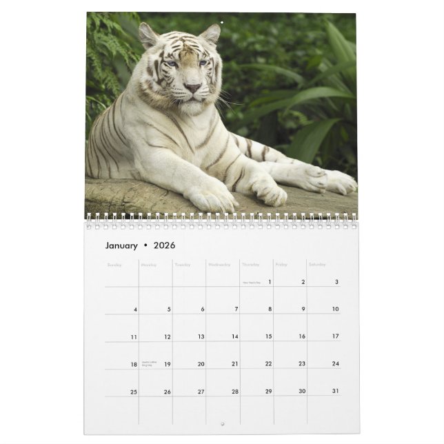 Custom Printed Calendar Tigers Cats Animal Print (Jan 2026)