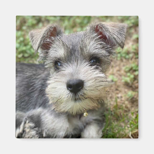 Custom Schnauzer Photo Magnet (Front)