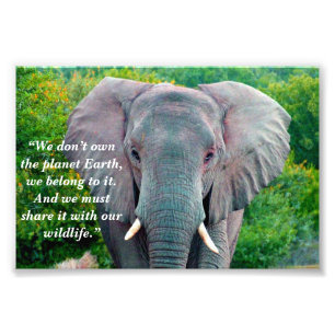 Custom Slogan/Conservation Elephant Bull Photo Print