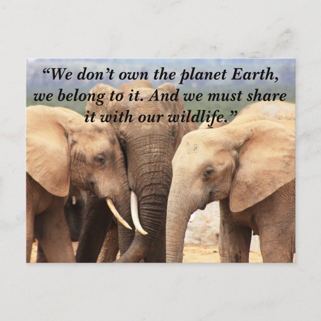 Custom Slogan/Conservation Elephant Family Holiday Postcard (Front)