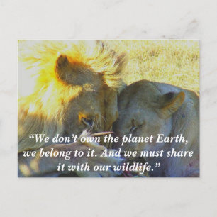 Custom Slogan/Conservation Lion Feast Holiday Postcard