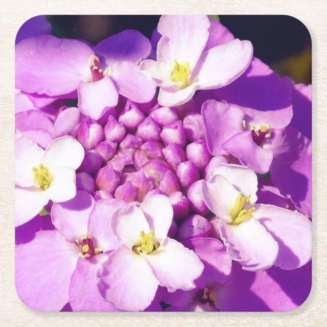 Custom Square Coasters Purple flower blossoms (Front)